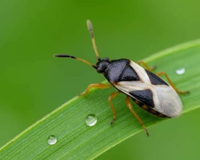 Southern chinch bug on a grass blade