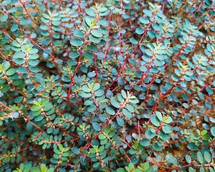 Summer weeds in a Florida landscape bed