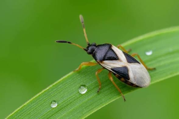 Southern chinch bug on a grass blade