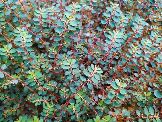 Summer weed growth in a Florida landscape bed